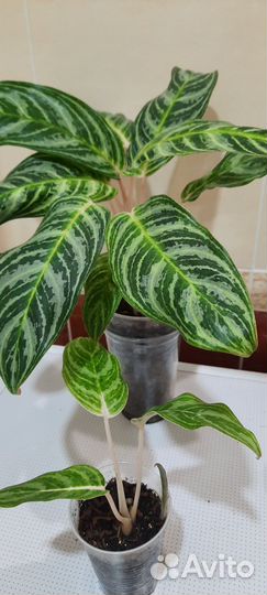 Аглаонемы, филодендрон