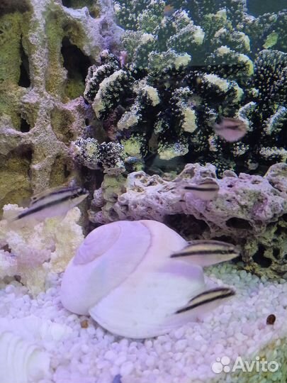 Рыбки цихлиды (попугайчики, пельвикахромис)