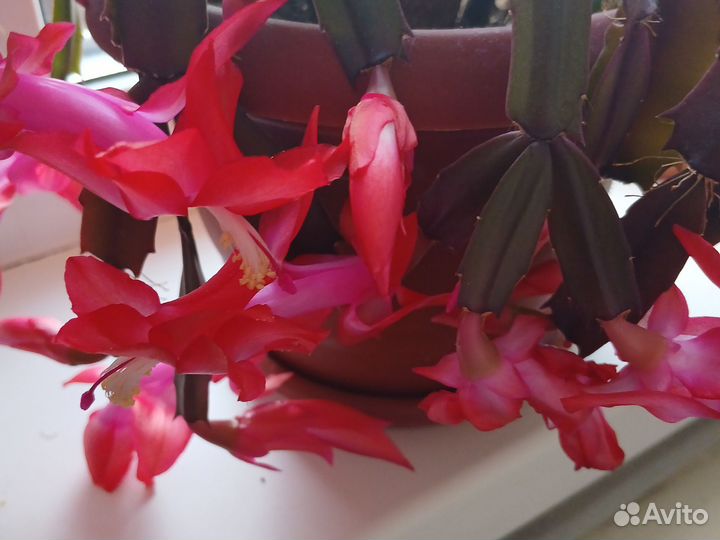 Сортовые декабристы