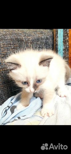 Отдам даром котенка