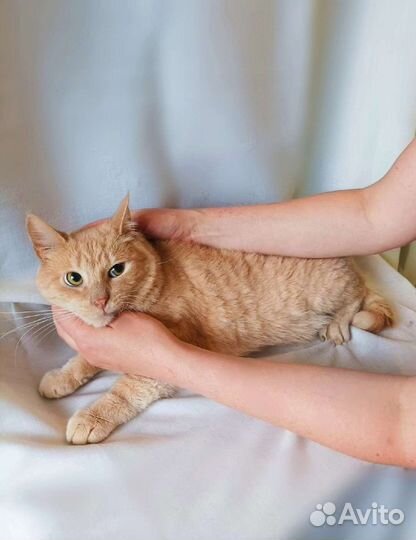 Рыжий котик