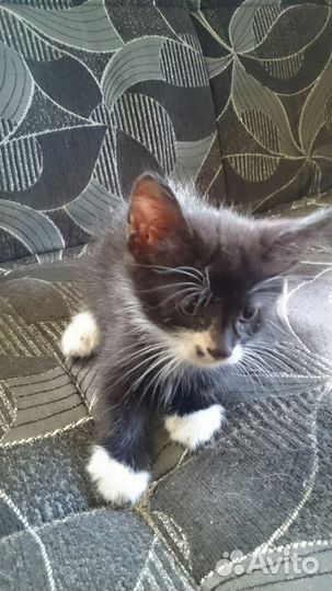 Котята в добрые руки 1 месяц
