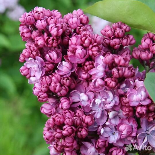 Спиреи, сирень, Актинидия, голубика