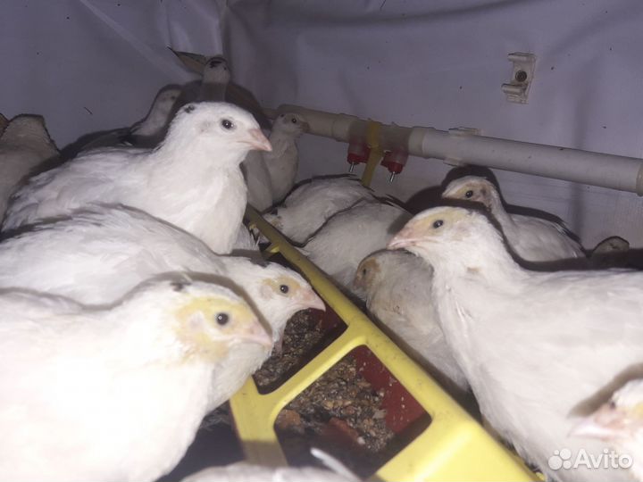 Перепела Техасцы и Фениксы Яйцо