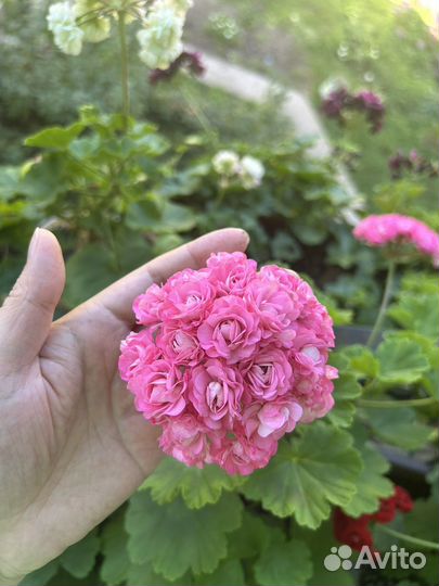 Пеларгония герань