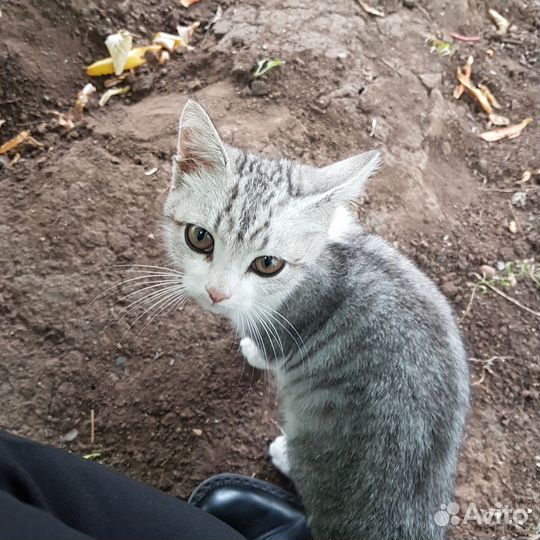 Котенок