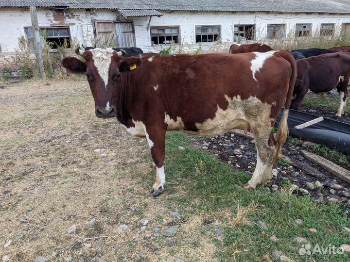 Коровы, телочки, телята