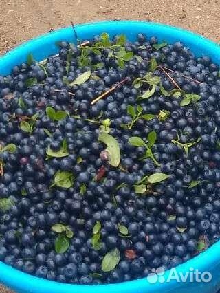 Черника свежая