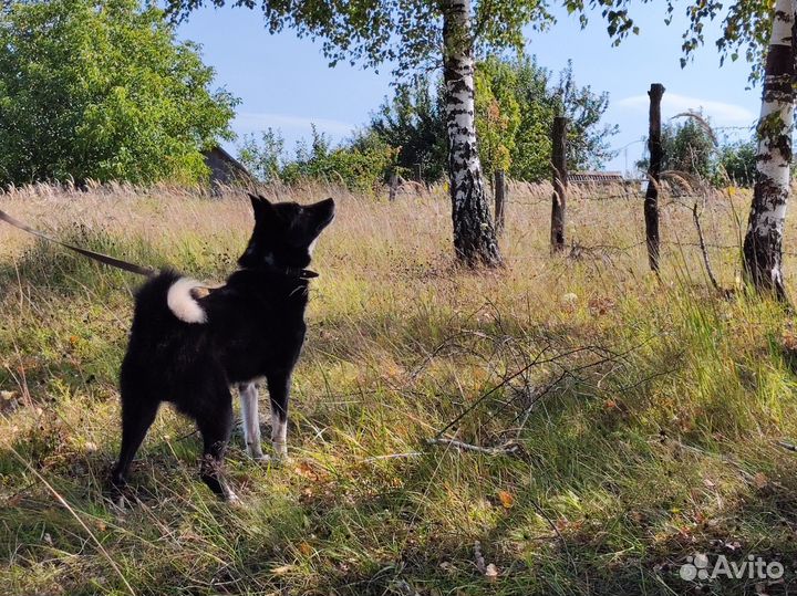 Русско европейская лайка