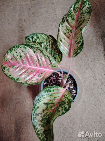 Аглаонема carnival queen