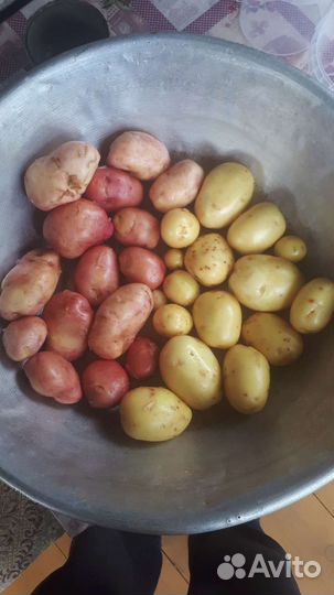 Продукты питания