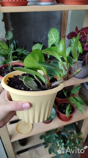 Комнатные растения, пеперомия, шефлера и др