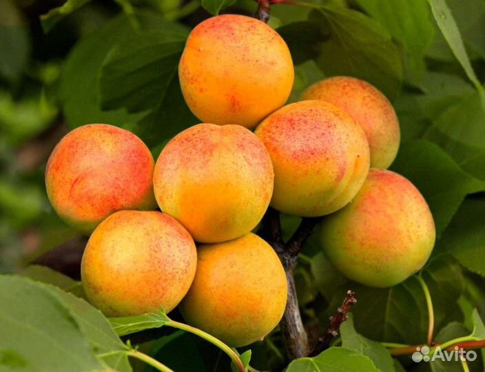 Саженцы плодовых и ягодных культур