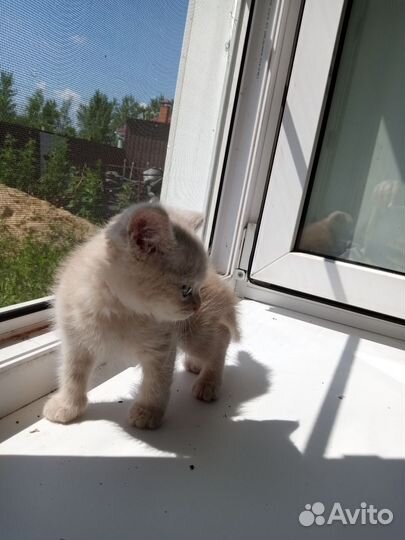 Кошки в добрые руки