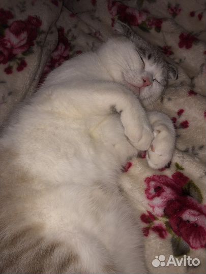 Кошка в дар