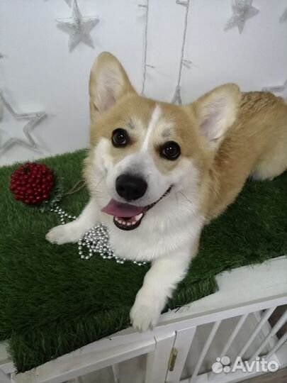 Экспресс-линька собак, корги, сиба, джеки, метисы