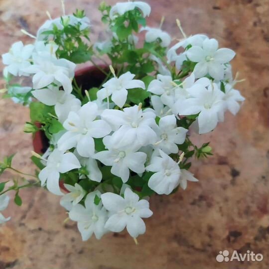 Кампанула жених и невеста