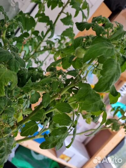 Рассада черри /балконное чудо