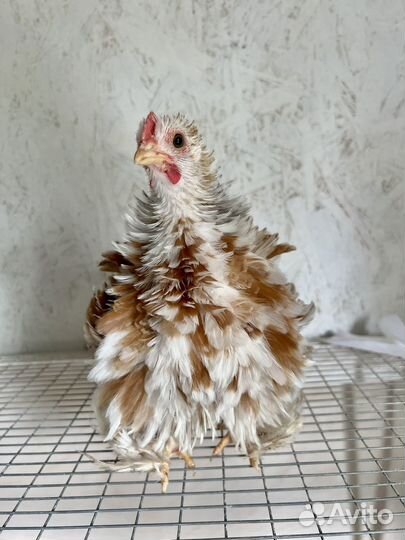 Карликовые кохинхины