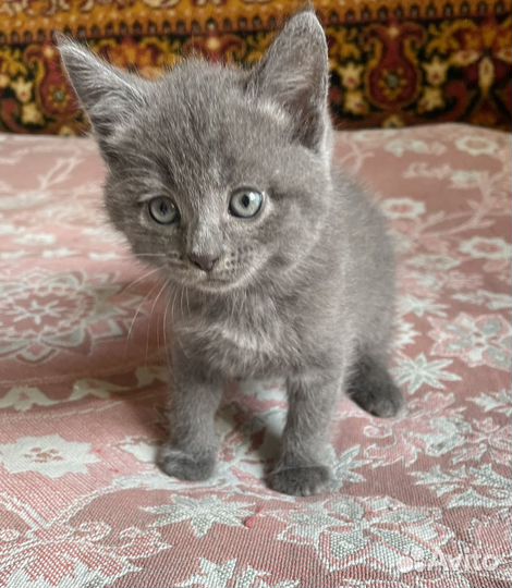 Продам котяток в добрые руки. Привезу Вам домой