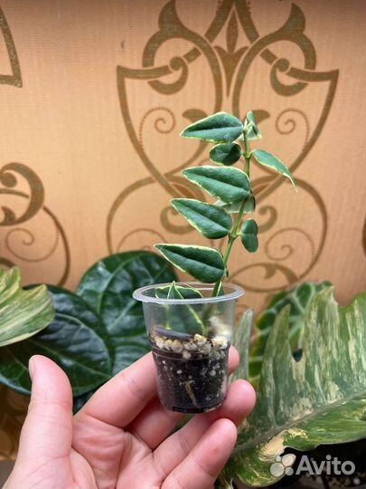 Ароидные и хойи