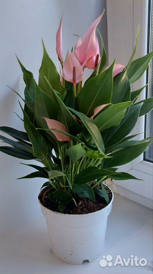 Антуриум Лили