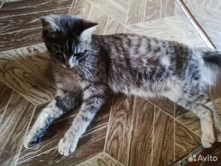 Британские котята