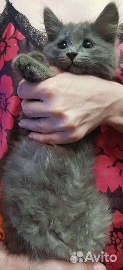 Кошки в добрые руки бесплатно