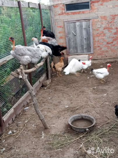 Куры,молодки,петухи