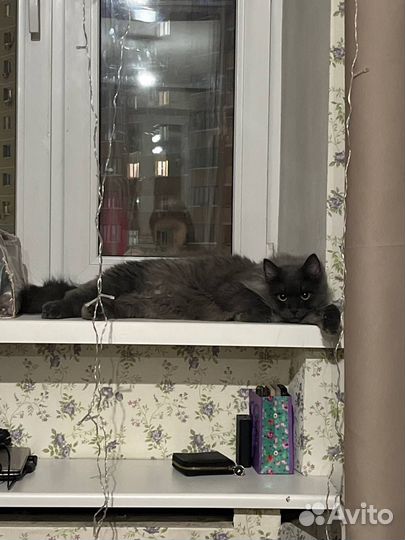 Котик в добрые руки