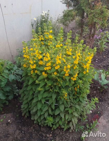 Красивые,лечебные цветы-многолетки.Ирисы сортовые