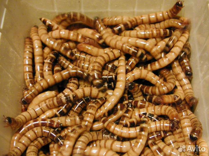 Мучной червь зофобас сверчки