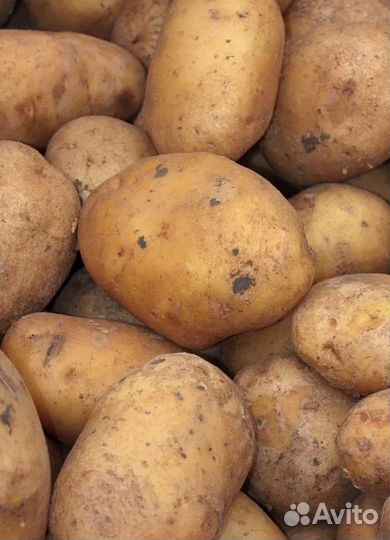 Продам картофель домашний