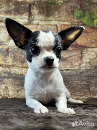 Гарик мальчик РКФ