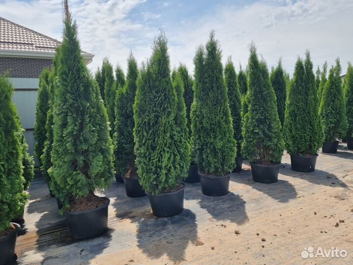 Туя Смарагд пирамидальная зеленая