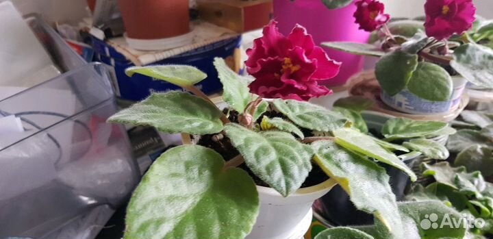 Суккуленты-каменная роза