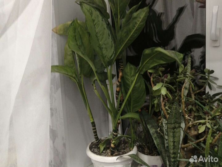 Деффенбахия