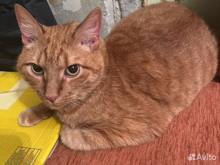 Передежка котов