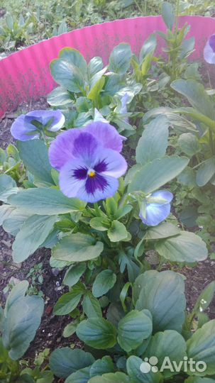 Анютины глазки рассада