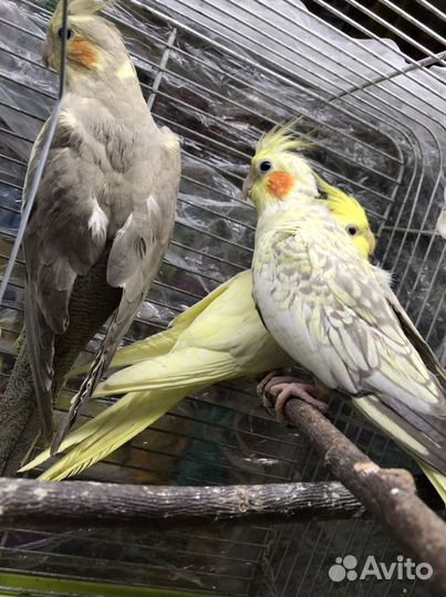 Корелла малыши, Розелла