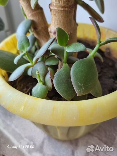 Денежное дерево