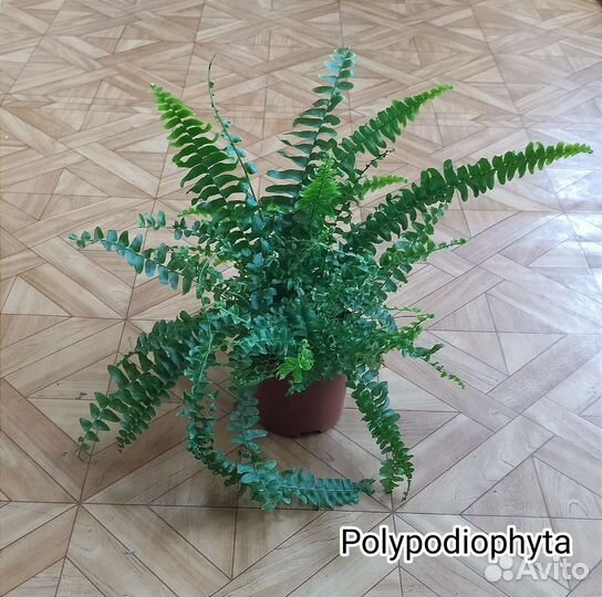 Папоротник