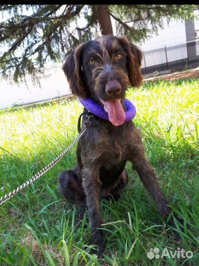 Дратхаар в добрые руки