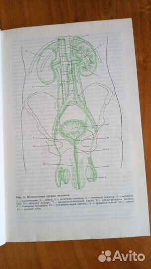 Учебник по вопросам общей урологии