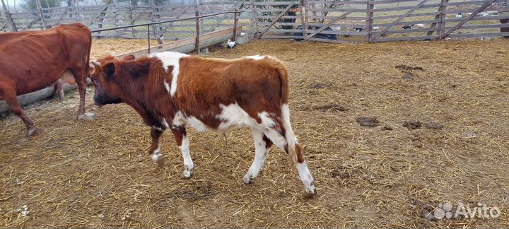 Телята бычки