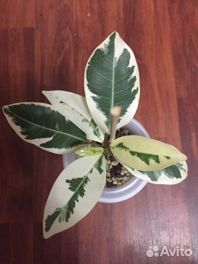 Фикус Микрокарпа Альбомаргината