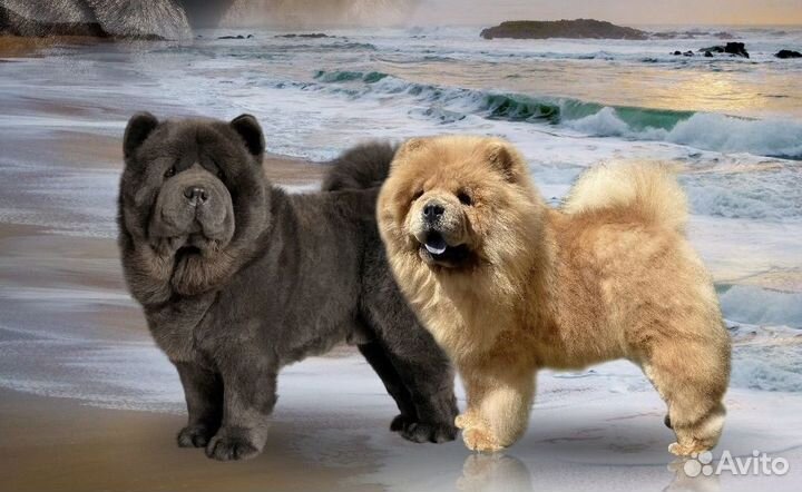 Щенки чау-чау