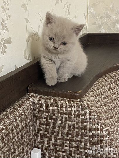 Британская