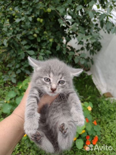 Котятки в добрые руки