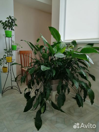 Королевский Спатифиллум